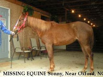 MISSING EQUINE Sonny, Near Oxford, NC, 27565